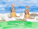 Sophia Jenkins St Kilian's Bendigo Year 4      Brush-tailed Rock-wallaby (Southern Population)     Coloured Pencil, Greylead, Paper, Watercolour