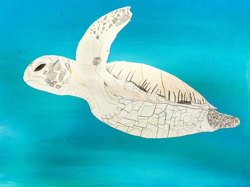 Curtis Cluff St Liborius' Eaglehawk Year 5      Sea Turtle     Coloured Pencil, Greylead, Indian Ink, Lead Pencil