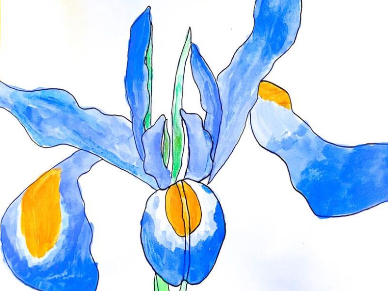 Sienna Jet St Francis Of The Fields Strathfieldsaye Year 5      The Iris     Watercolour
