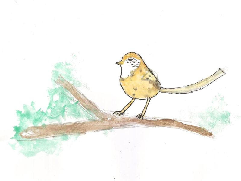 Georgie Chapman St Kilian's Bendigo Year 6      Free Bird     Fine Liner, Paper, Watercolour