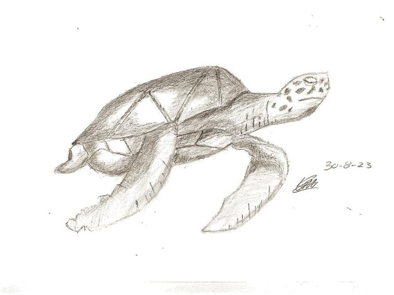 Levi Bugeja St Kilian's Bendigo Year 6      Mono Turtle     Greylead, Paper