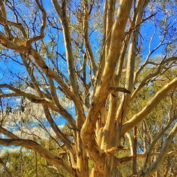 Lucas Ormand Borinya (WCP) Wangaratta Year 10      Ancient Trees of the Mullinmur Billabong     Digital Photography